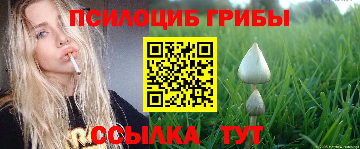 Псилоцибиновые грибы Psilocybe Омск